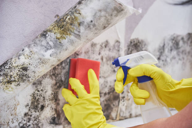 Why You Should Choose Our Mold Remediation Services in South Duxbury, MA